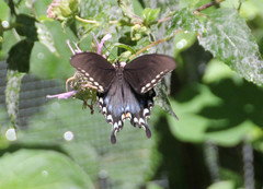 Papilio troilus