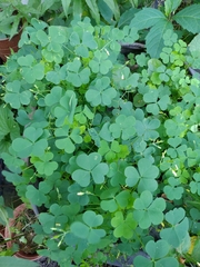 Oxalis