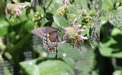 Papilio troilus