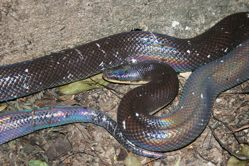 Mexican Burrowing Python