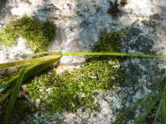 Potamogeton zosteriformis