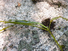 Potamogeton zosteriformis