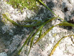 Potamogeton zosteriformis