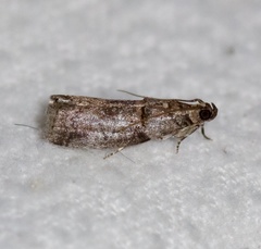 Acrobasis caryae
