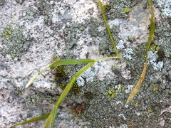 Potamogeton zosteriformis