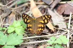 Heteronympha banksii