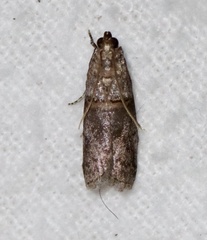 Acrobasis caryae