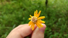 Sphagneticola trilobata