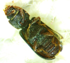 Bitoma quadriguttata