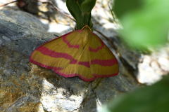 Rhodostrophia calabra