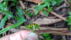 Sphagneticola trilobata