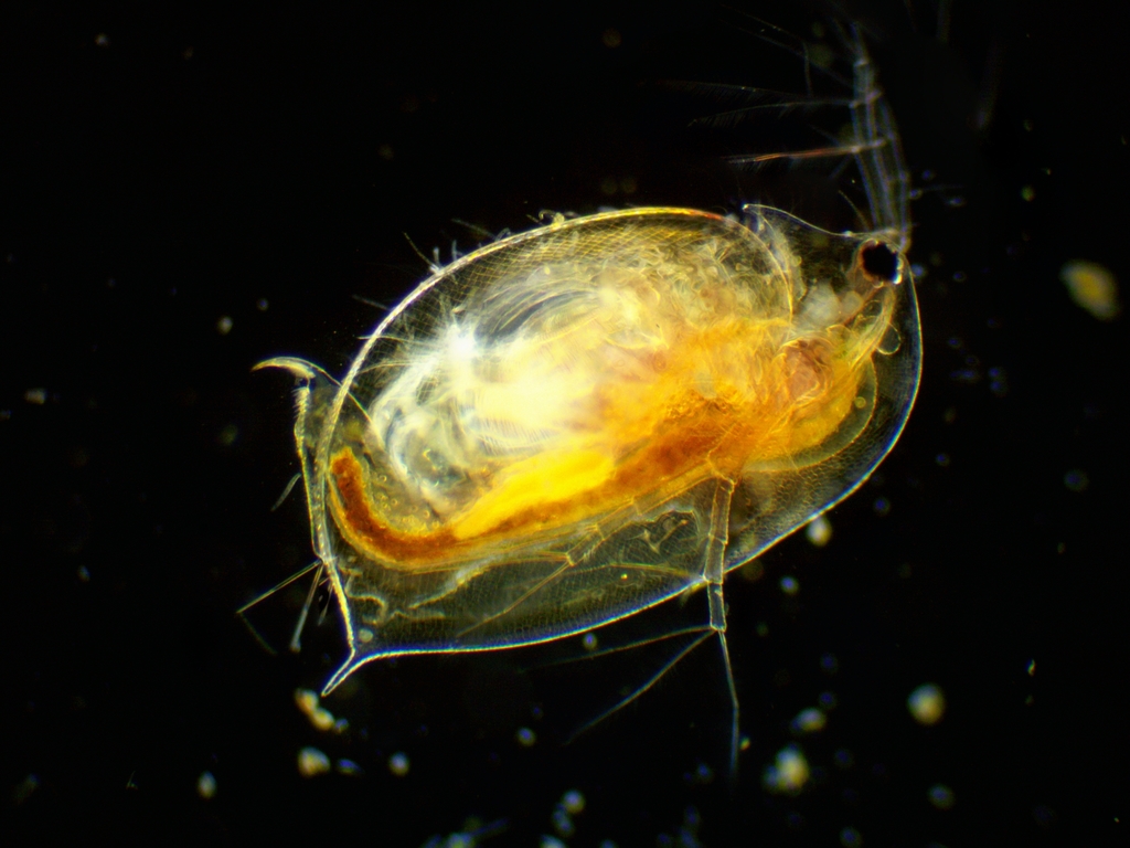 Daphnia curvirostris