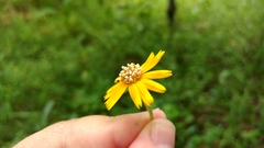 Sphagneticola trilobata