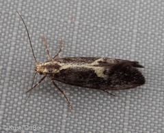 Polix coloradella