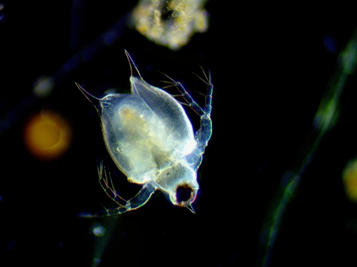 meniscus waterflea