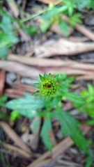 Sphagneticola trilobata