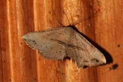 Maxera nigriceps