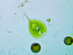 Phacus longicauda
