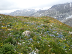 Myosotis alpestris