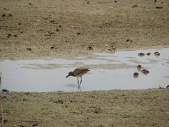 Burhinus senegalensis