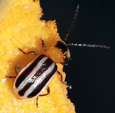 Acalymma blandulum