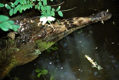 False Gharial photo 4