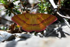 Rhodostrophia calabra