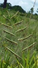 Paspalum plicatulum