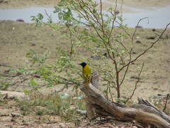 Ploceus melanocephalus