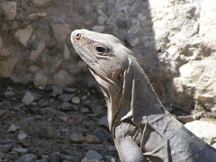 Ctenosaura similis