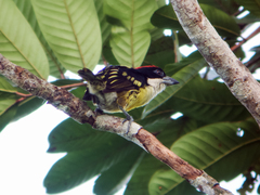 Five-Colored Barbet photo 3