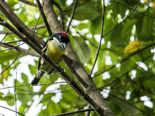 Fivecolored Barbet (Capito quinticolor) · iNaturalist
