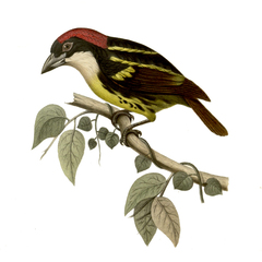 Five-Colored Barbet photo 4