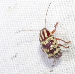 Cryptocephalus leucomelas