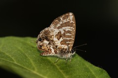 Cacyreus lingeus