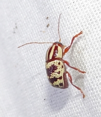 Cryptocephalus leucomelas