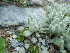 Achillea nana