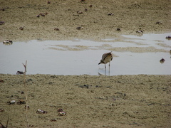 Burhinus senegalensis