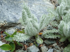 Achillea nana