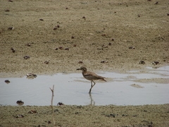 Burhinus senegalensis