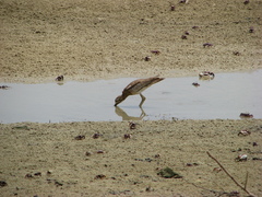 Burhinus senegalensis