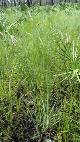 Image of Paspalum praecox by (c) Jay Horn, some rights reserved (CC BY)