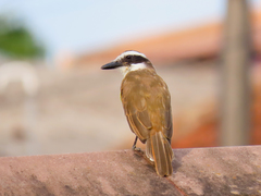 Pitangus sulphuratus