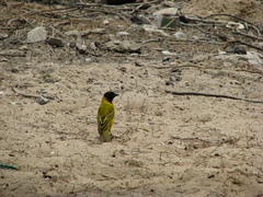 Ploceus melanocephalus