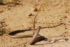 Thornscrub Vine Snake photo 4