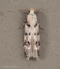 Coleotechnites coniferella