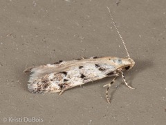 Coleotechnites coniferella