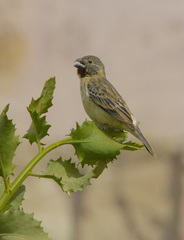 Sporophila telasco