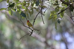 Piranga erythrocephala