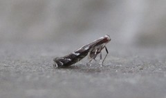 Leucospilapteryx venustella